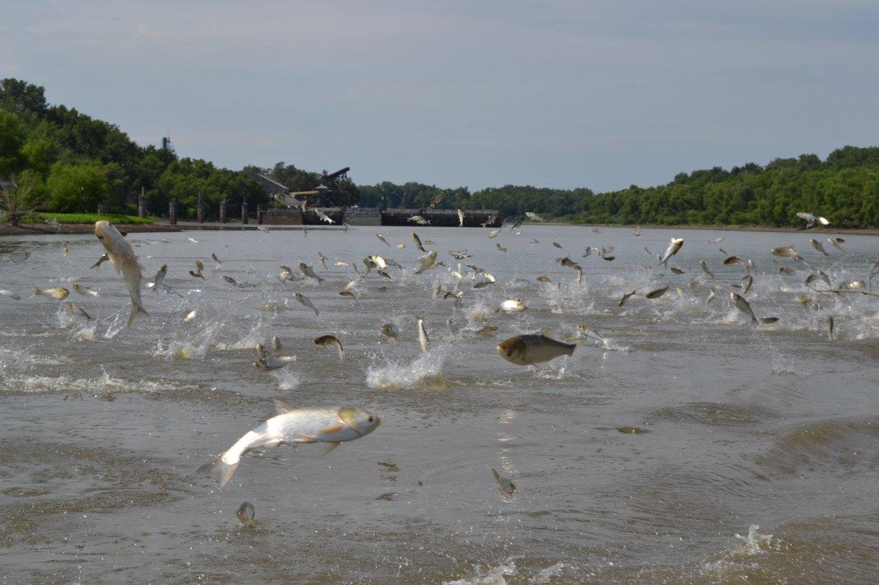 Great Lakes Conservation Coalition Formed to Help Stop Asian Carp﻿